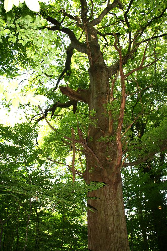 Découvrez le chêne à Madame en forêt domaniale de la Londe-Rouvray.