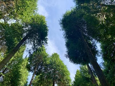 Les arbres de la forêt d'Hez-Froidmont