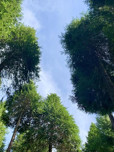 Les arbres de la forêt d'Hez-Froidmont