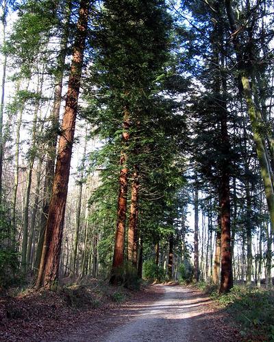 Admirez les sequoias à travers ce circuit balisé en forêt domaniale de Montfort.
