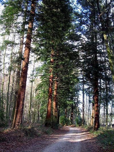 Admirez les sequoias à travers ce circuit balisé en forêt domaniale de Montfort.