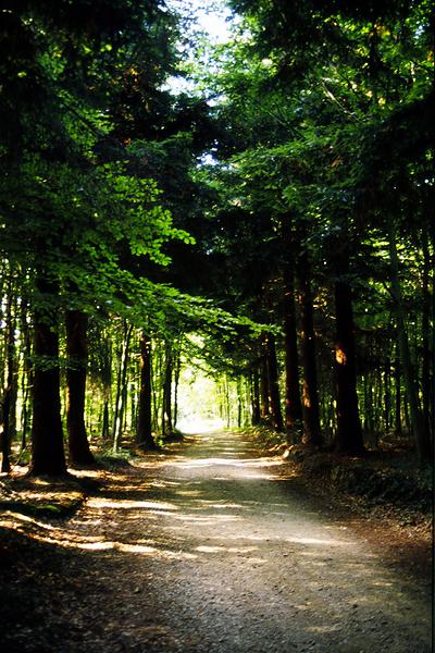 Que ce soit en automne, au printemps ou à toute autre saison, la forêt domaniale de Montfort offre un paysage exceptionnel.