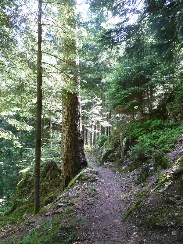 Le sentier chemine à travers la sapinière du Grand-Bois