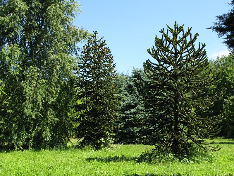 L'Arboretum offre de belles perspectives qui mettent les arbres en valeur. L'Araucaria, originaire d'Amérique du Sud, n'est pas le moins remarqué