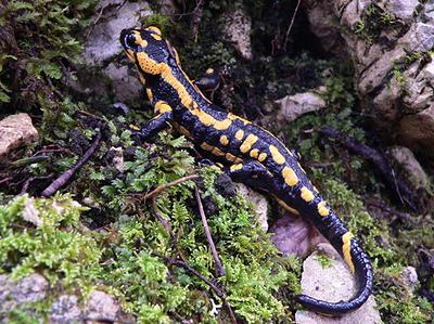 La Salamandre, espèce protégée, est emblématique du Parc naturel de la forêt d'Orient et symbole des Templiers. C'est une hôte habituel des forêts feuillues humides de moyenne altitude
