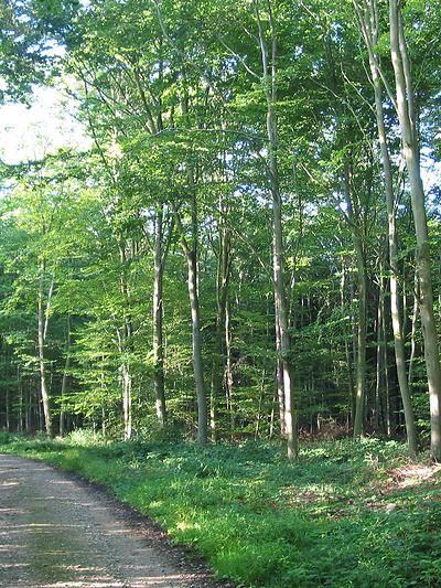 Profitez de l'air forestier grâce aux sentiers en forêt domaniale de Montfort.
