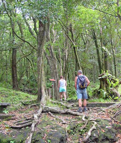 Le sentier s'enfonce dans le vert omniprésent de cette forêt tropicale humide, l'une des plus remarquables et parmi les plus préservées