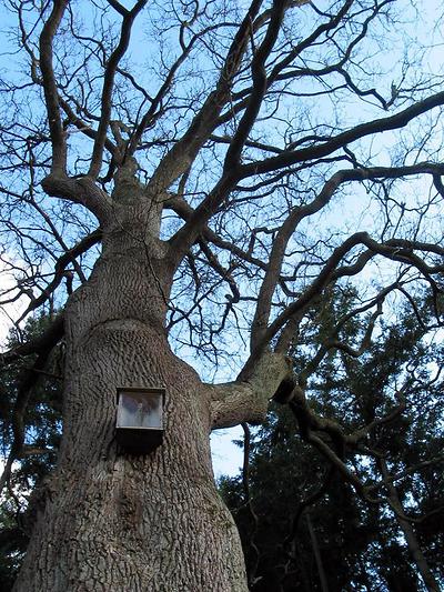 Le Chêne à la Vierge est un arbre remarquable situé en forêt domaniale de Montfort.