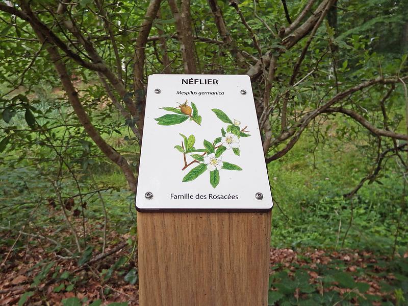 24 bornes botaniques rythment le sentier pour apprendre à reconnaitre les essences forestières