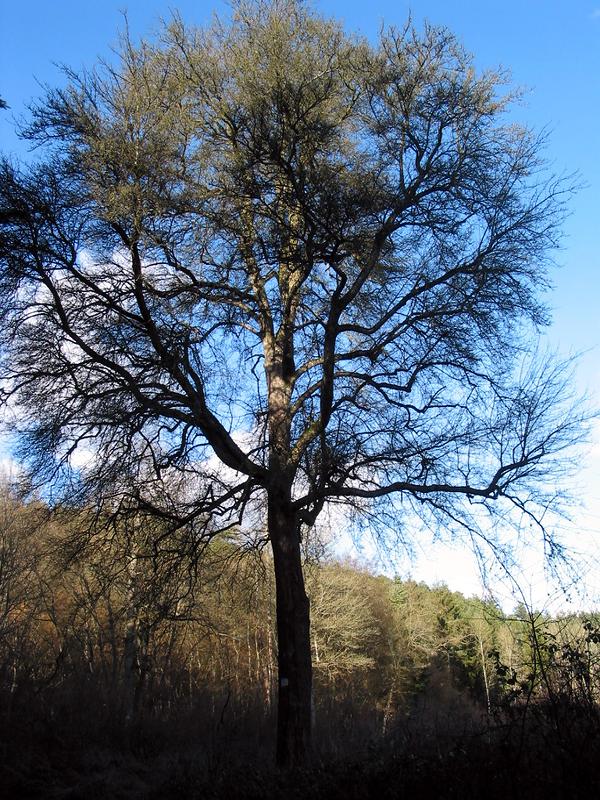 L'Erable du Grand Val est un arbre remarquable à retrouver sur le circuit du Rond de Beuvron en forêt domaniale de Monfort.