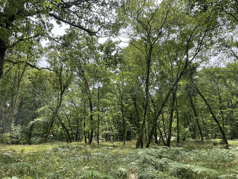 Le paysage forestier du camp du Ravoir