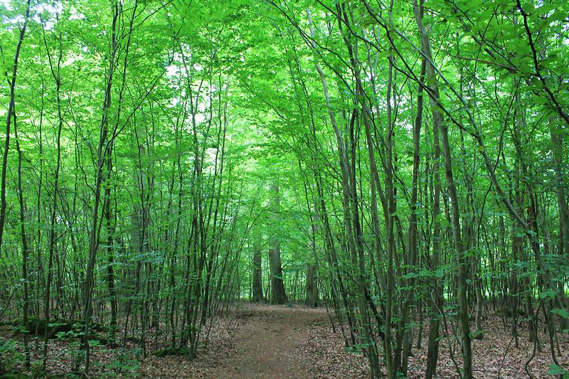 La forêt de Roumare est riche de divers peuplements.