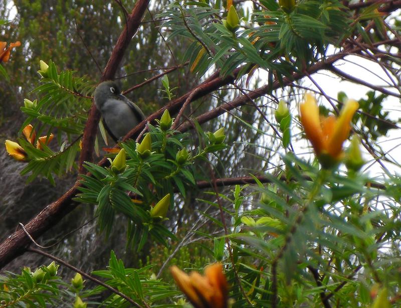 L'Oiseau vert, principalement nectarivore, se délecte du nectare des fleurs jaunes