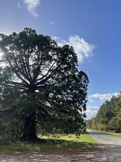 L'arbre remarquable du carrefour de Chatenoy