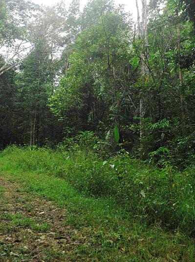 Une portion du sentier traverse une forêt de pins caraïbes
