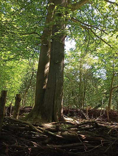 Les arbres de l'alliance font partie des arbres remarquables identifiés par l'ONF, l’association A.R.B.R.E.S. et la Métropole Rouen Normandie