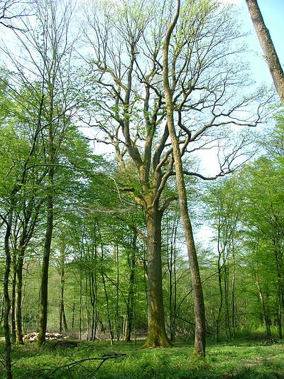 Ce chêne aux dimensions remarquables se situe en forêt communale d'Autrechêne