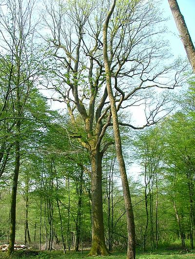 Ce chêne aux dimensions remarquables se situe en forêt communale d'Autrechêne