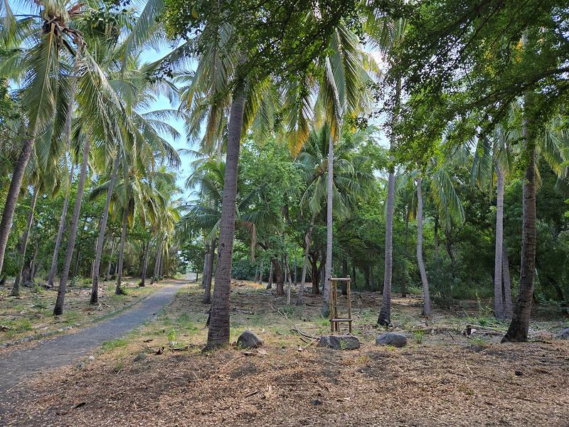 Ambiance forestière de la cocoteraie