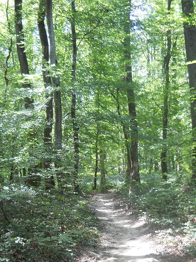 Suivez le sentier et pénétrez au cœur de la forêt de Seillon