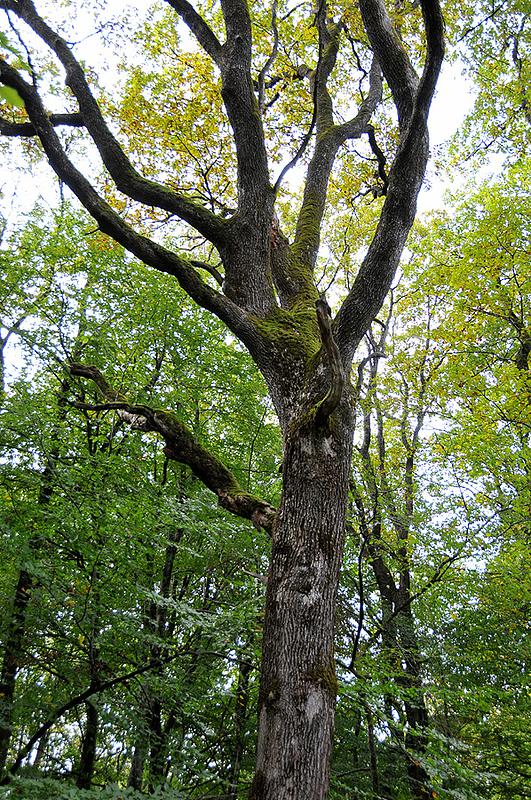 Le Chêne est l'espèce dominante de la forêt de Seillon