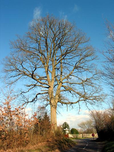 Le Chêne de la Houssaye est un arbre remarquable a retrouvé sur ce circuit. Il marque l’entrée de la forêt domaniale de Montfort sur la route départementale  venant de Boissey-le-Châtel.