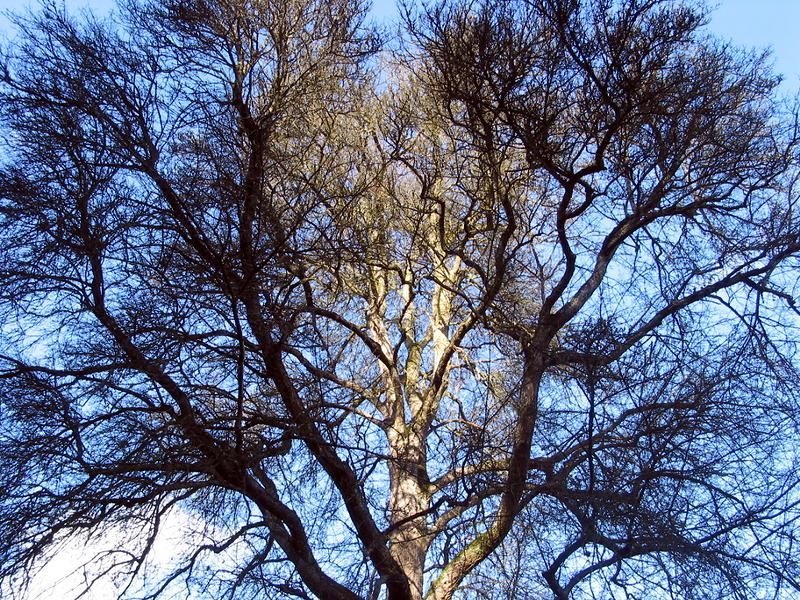 L'Erable du Grand Val est également un arbre remarquable à retrouver en forêt domaniale de Montfort.
