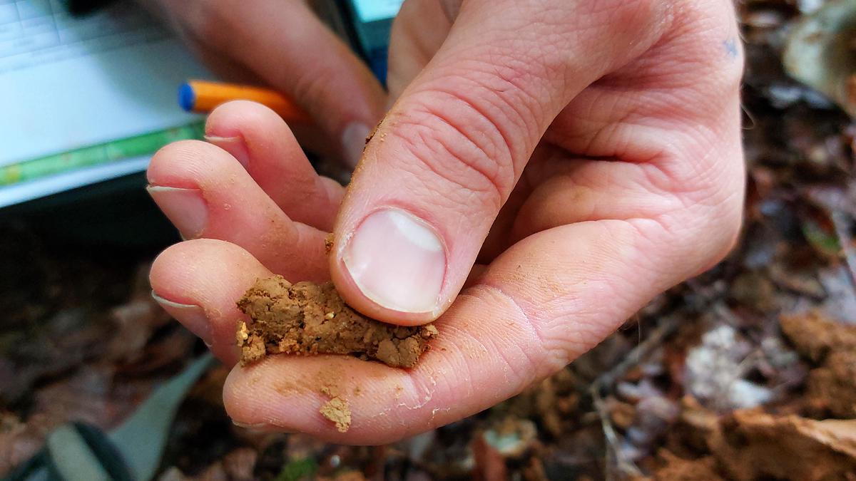 Photo d'un forestier appréciant avec ses doigts la texture du sol afin d'en définir la nature (argile, limon ou sable).