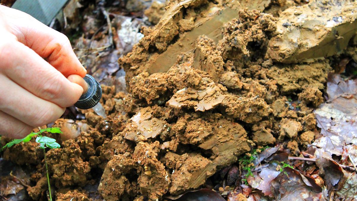 Photo d'un forestier déposant quelques gouttes d'acide chlorhydrique sur l'échantillon de sol pour vérifier si l'horizon est chargé en calcaire ou non.
