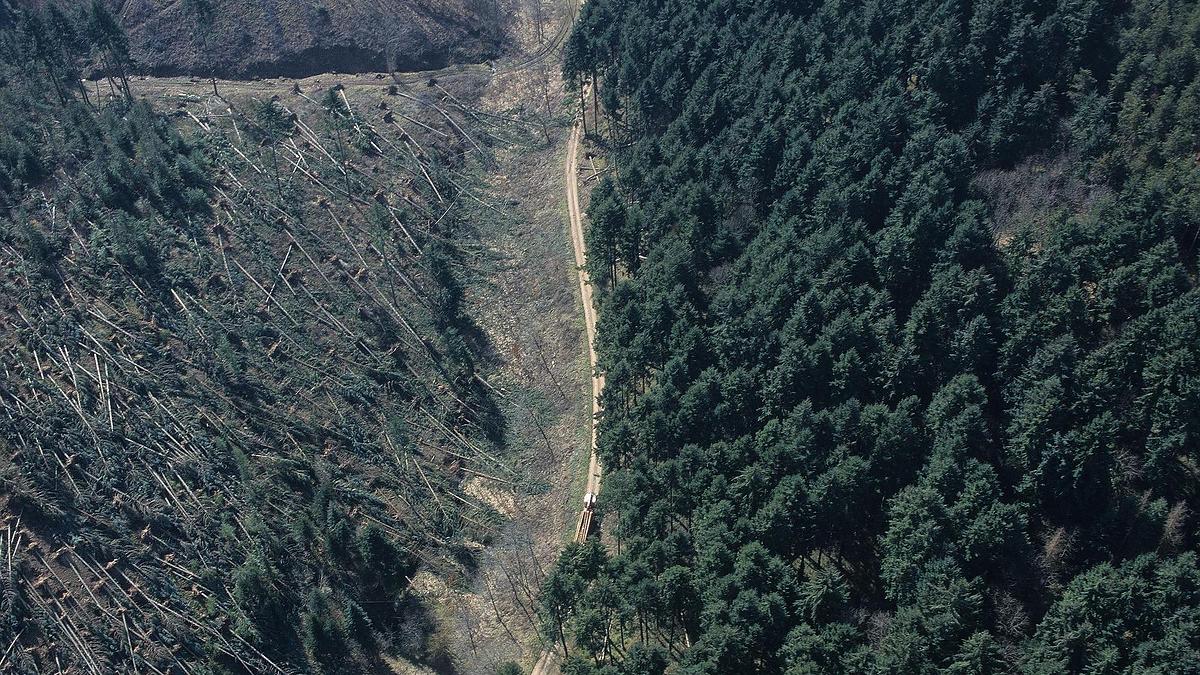 Vingt ans après les tempêtes de 1999, la filière forêt-bois s