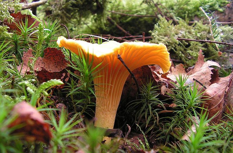 Conseils, précautions Comment bien cueillir champignons et châtaignes en  forêt ?