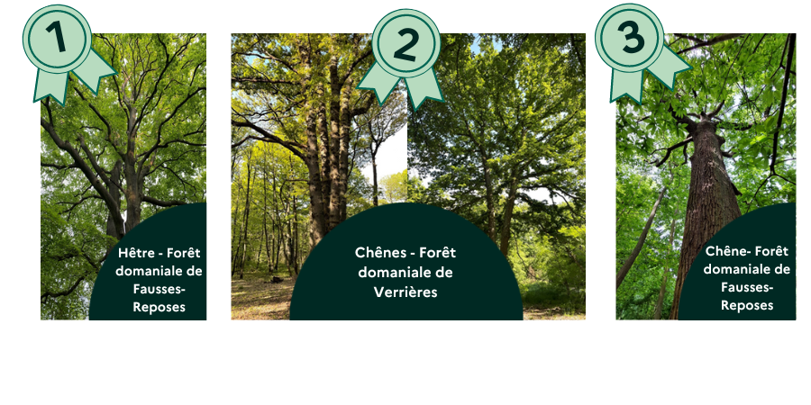Pixiflore supplément: Dix arbres de nos forêts à connaître