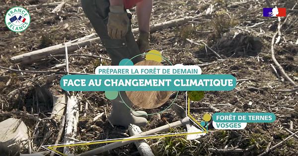 Capture d'écran de la vidéo "L'ONF prépare la forêt de Ternes face au changement climatique"