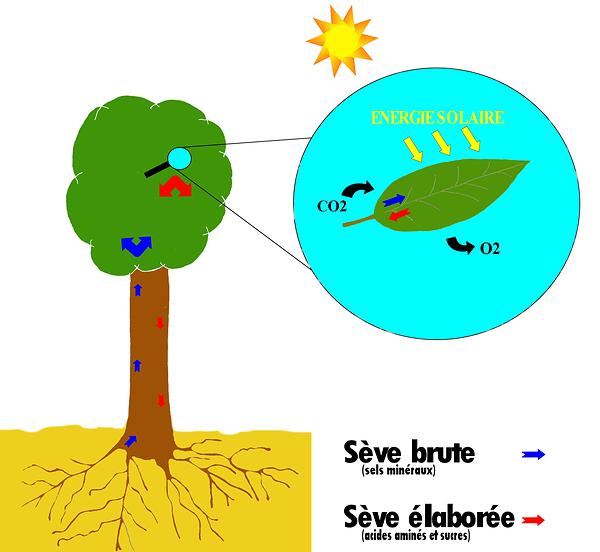 Schéma de photosynthèse
