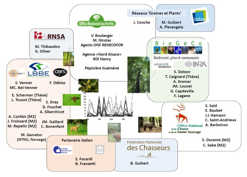 The "PotenChêne" program is composed of 9 partners, including 5 research organizations - LBBE, BioGeCo, CNR, IRSTEA (National Institute of Research in Science and Technology for the Environment and Agriculture), ISPRA (Institute for Environmental Protection and Research, Roma, Italy) and 4 public bodies - NFB, ONCFS, FNC, RNSA.