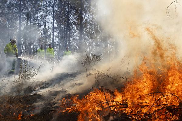 Photo d'un feu de forêt