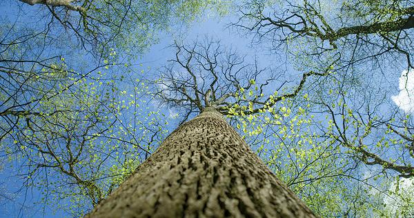 Photo en contreplongée d'un arbre