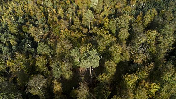 Photo aérienne de forêt