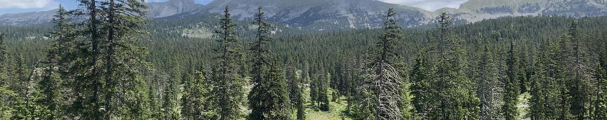 Photo d'un paysage forestier dans le Vercors