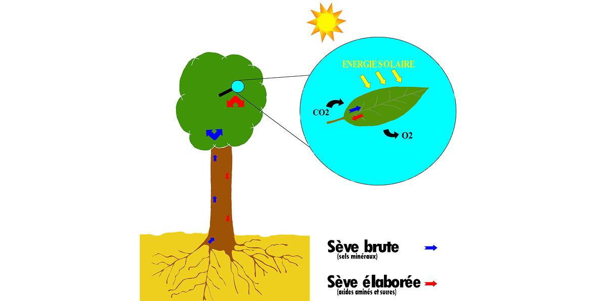 Schéma de photosynthèse