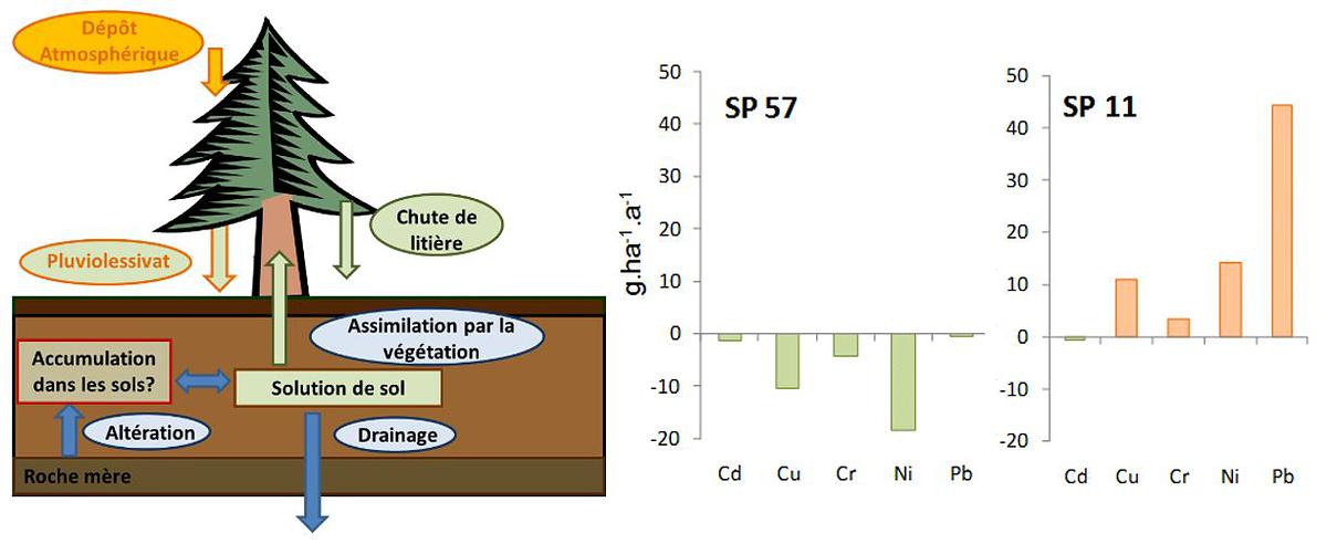 Schéma des flux d’ETM dans les écosystèmes forestiers. Le bilan pour le compartiment sol est la résultante des flux d’entrée (apports atmosphériques, chute de litière, altération) et de sortie (drainage, exportation par la végétation). A droite : ce bilan est présenté pour deux placettes RENECOFOR, SP 57 et SP 11. Cd : cadmium ; Cu : cuivre ; Cr : chrome ; Ni : nickel ; Pb : plomb.