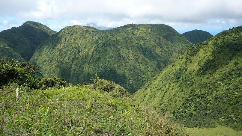 Photo de la Réserve biologique intégrale des Pitons du Carbet (Martinique) : une forêt primaire tropicale.