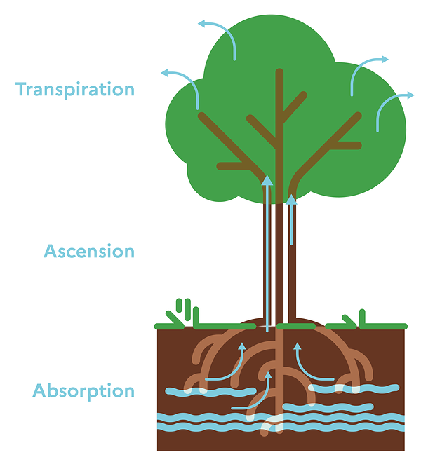 illustration représentant le rôle de l'eau du sol dans l'alimentation en eau des arbres : absorption, ascension et transpiration