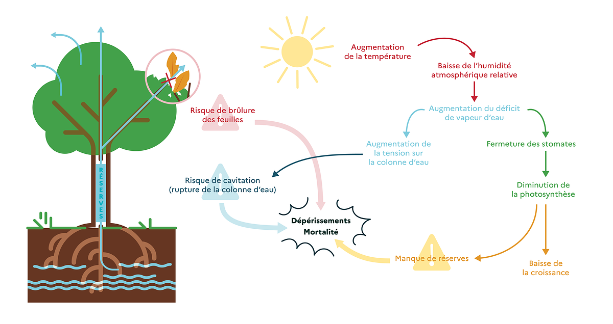 Illustration décrivant les risques encourus par les arbres face à la sécheresse : cavitation, diminution de la photosynthèse, baisse de la croissance, dépérissement, mortalité