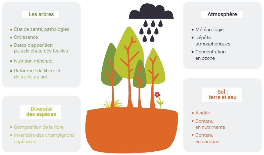 The components of forest ecosystems observed in RENECOFOR network