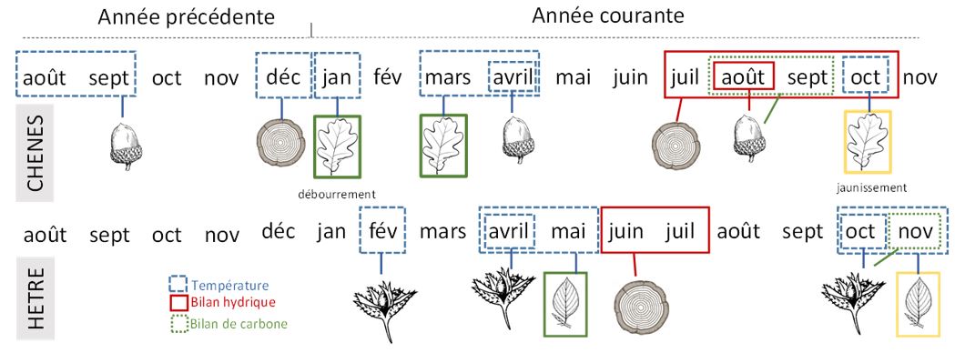 Periods and variables influencing the radial growth, the flushing and fruiting for three deciduous species (Sessile and pedunculate oak and European beech) on RENECOFOR net work.
