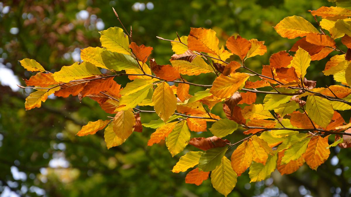 A l'automne, les feuilles de hêtre jaunissent, cela marque la fin de la saison de végétation