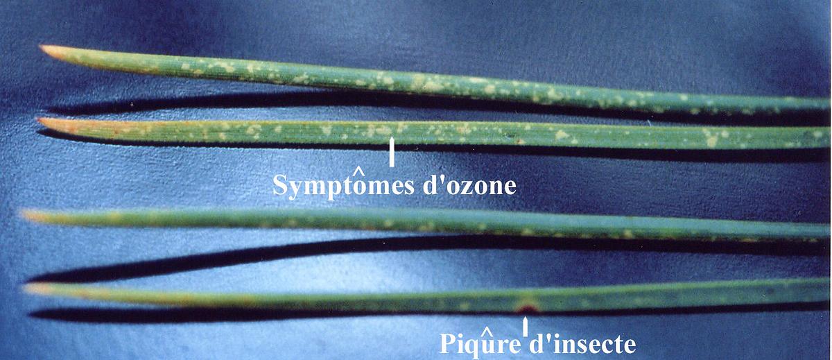 Aiguilles de pin laricio de Corse (Pinus nigra laricio corsicana) agées de deux ans, avec symptômes d’ozone