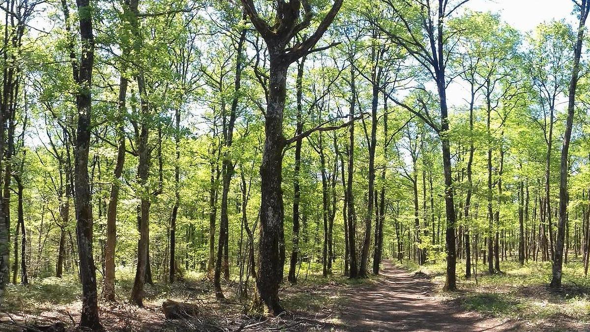 Photo de juin 2019, montrant les impressionnantes défoliations en forêt de Bouconne (Haute-Garonne).