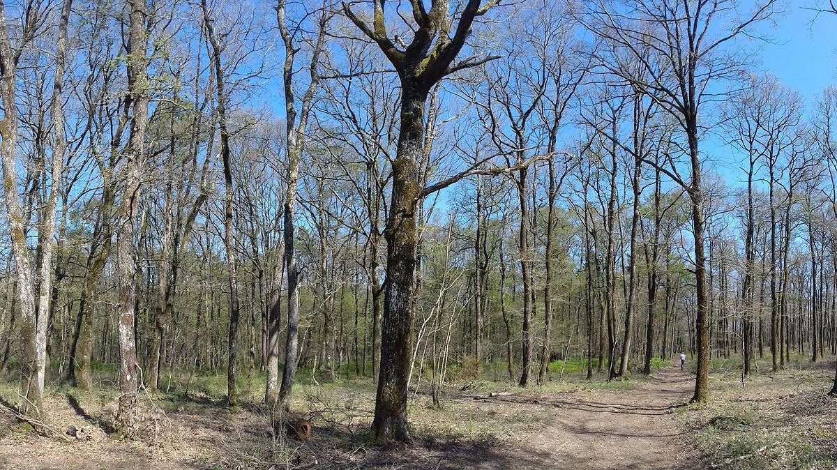Photo de juin 2019, montrant les impressionnantes défoliations en forêt de Bouconne (Haute-Garonne).